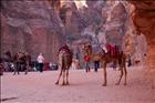 13 Petra Taxi Cabs